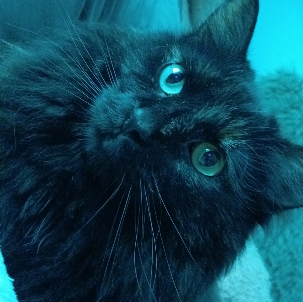 Meet your Posher, Layla